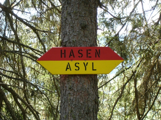 Hasenasyl