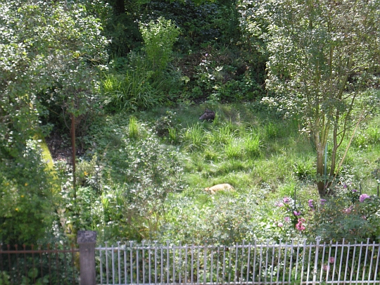 Büsi im Garten Büsi im Garten