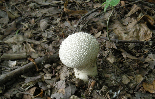 Flaschenstäubling Flaschenstäubling