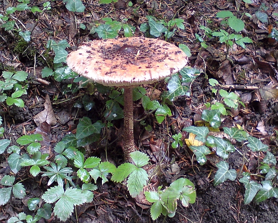 Parasol Parasol