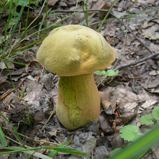 pilz