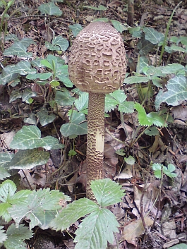 Parasol Parasol