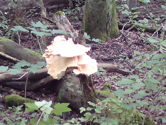 Riesenporling Riesenporling