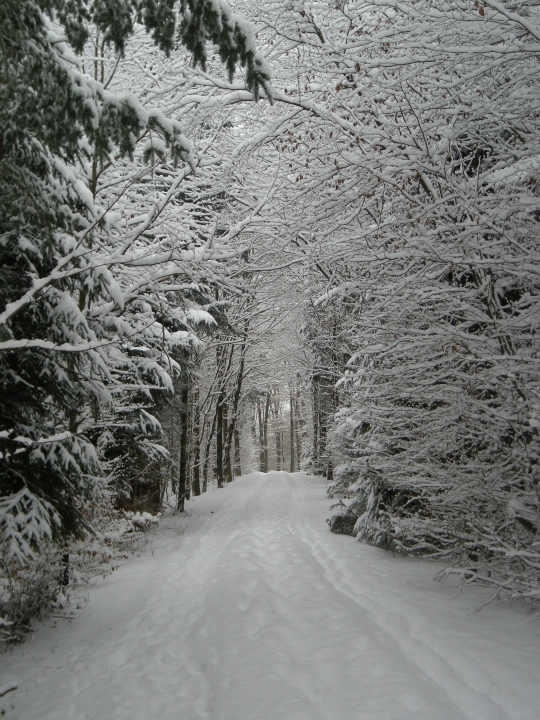 schneewald