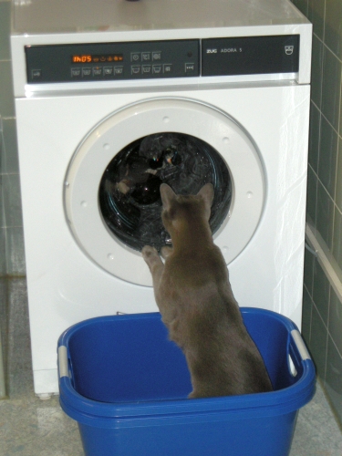 Simba hilft beim Waschen