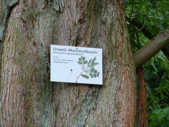 Mammutbaum