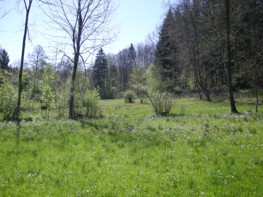 Moorgebiet Egelsee Moorgebiet Egelsee