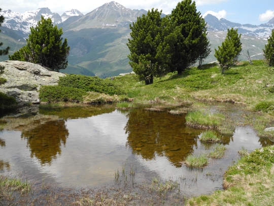 Hochmoor oberhalb Hahnensee