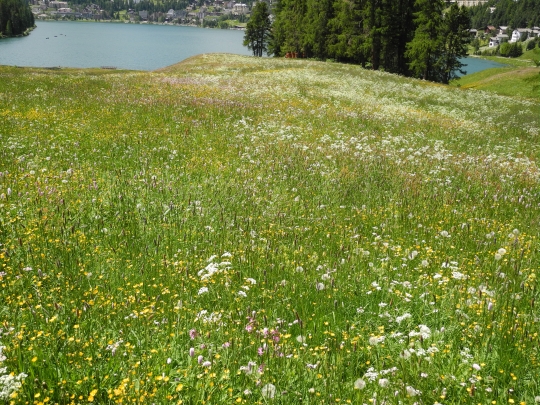 St. Moritzersee