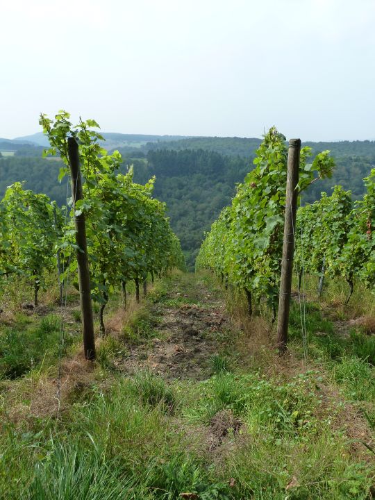 P1050613-06-riesling