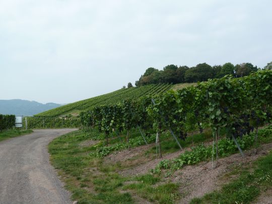 P1050626-09-weinberg2