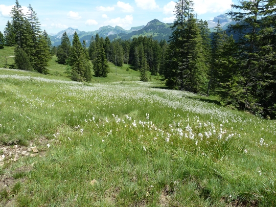 Bergfrühling; Moorwiese mit Wollgras.