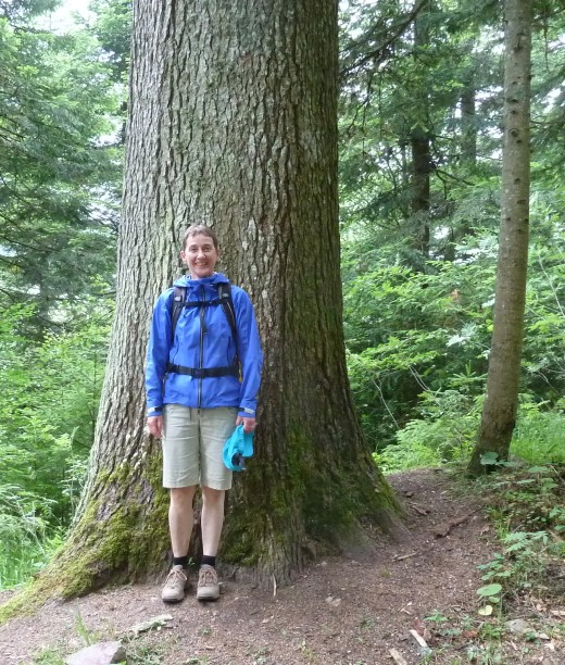 Hier die etwa dreibrigebreite Tanne.