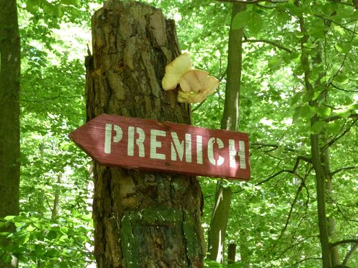 Pilze wählen Premich!