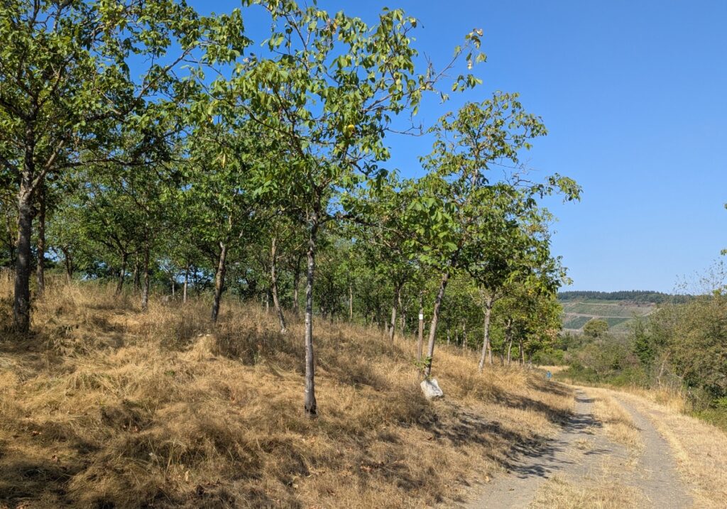 Nussbäume.